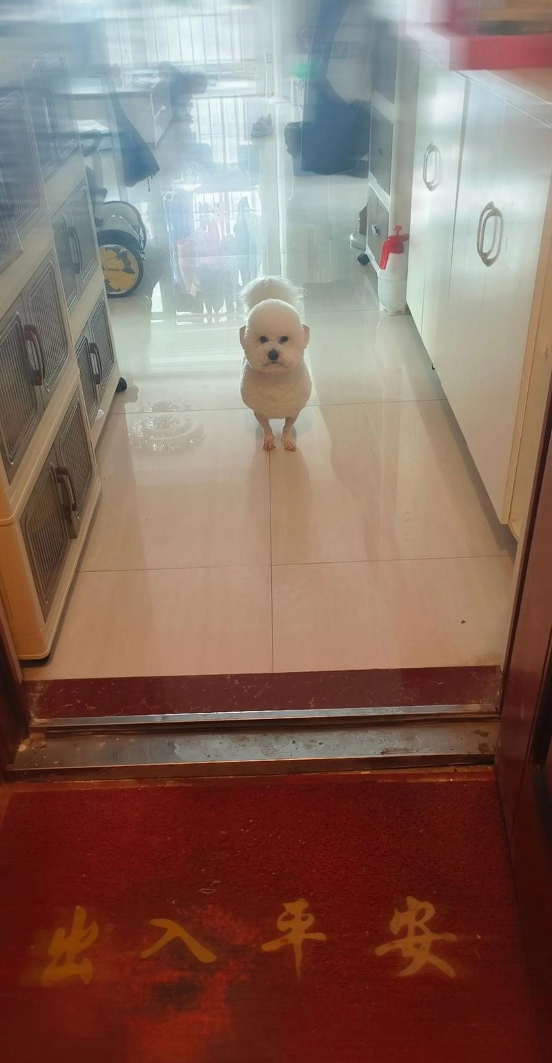 比熊王土豆快手ID
