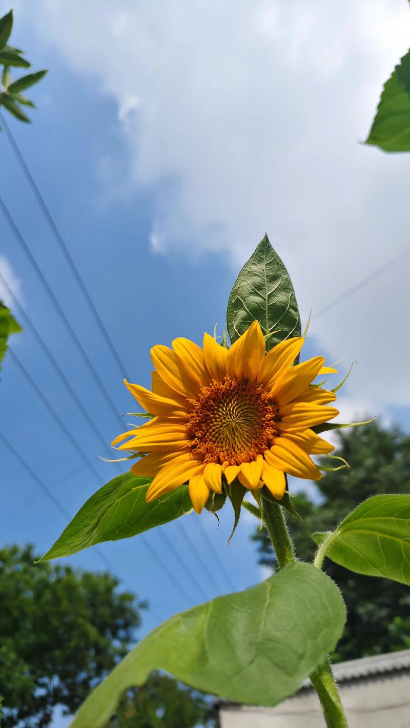抖音太阳花是什么歌