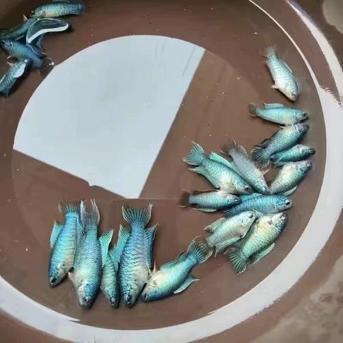 手机看不了斗鱼直播