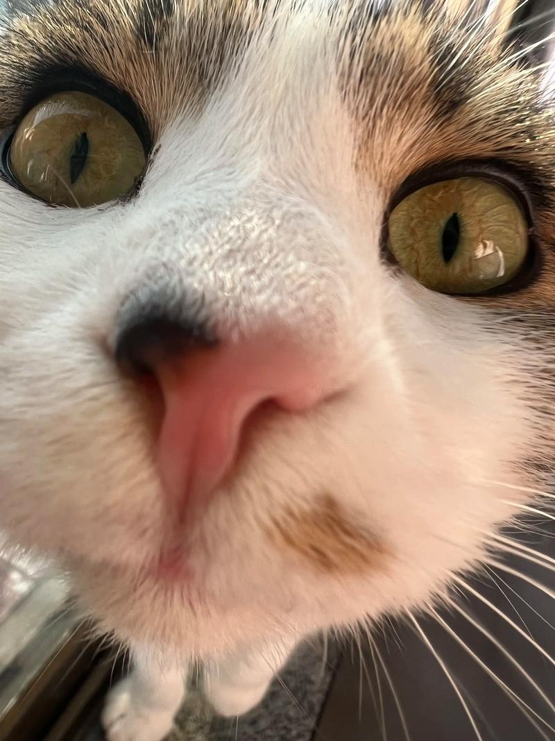 安卓手机抖音里大脸