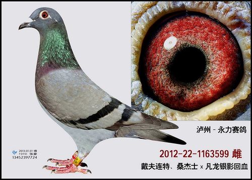 重庆赛鸽网赛事直播