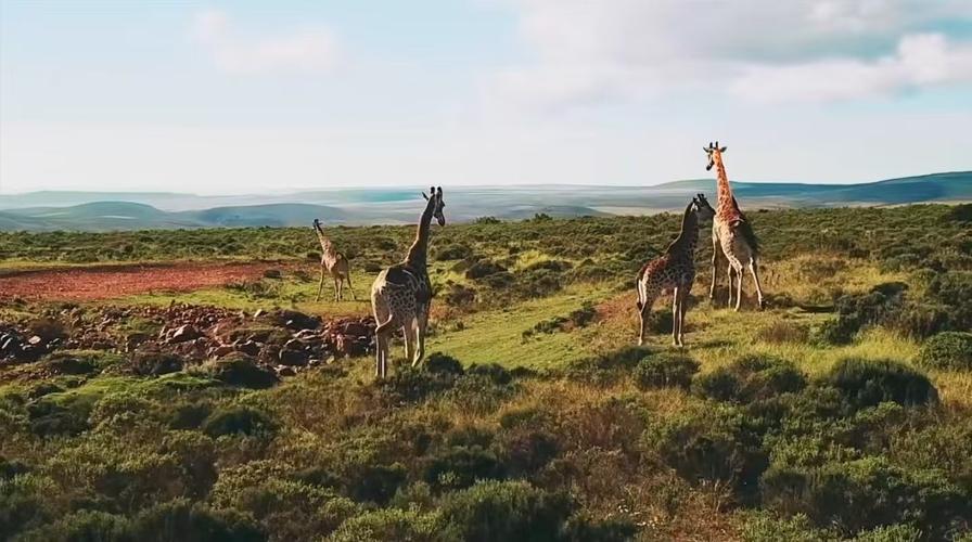 东非动物大迁徙直播