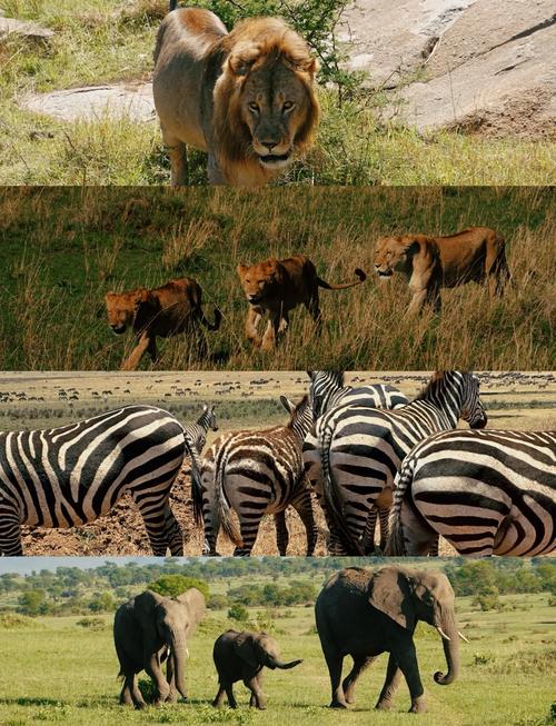 东非动物大迁徙直播