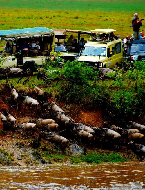 东非动物大迁徙直播