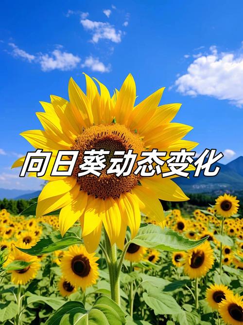 抖音上会动的太阳花