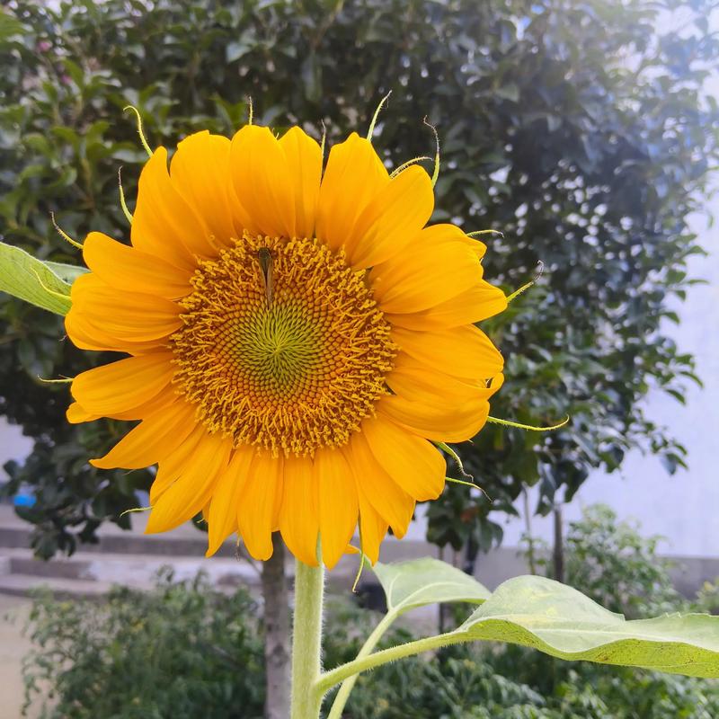 抖音上会动的太阳花