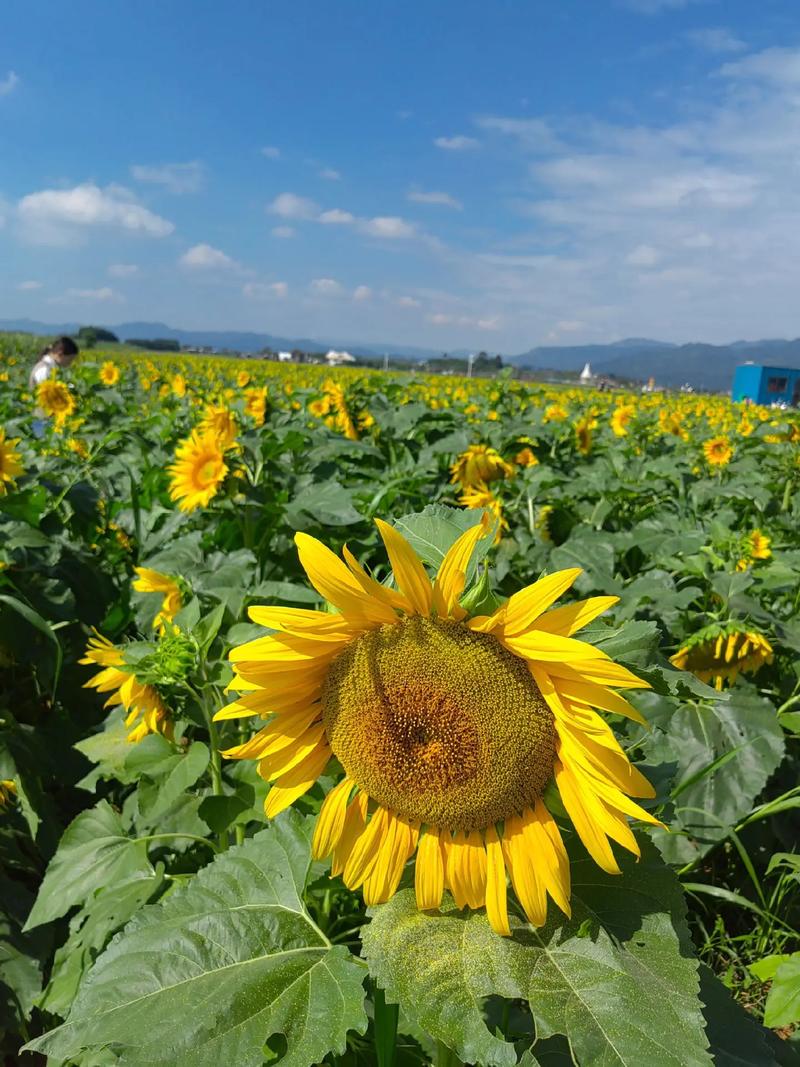 抖音上会动的太阳花