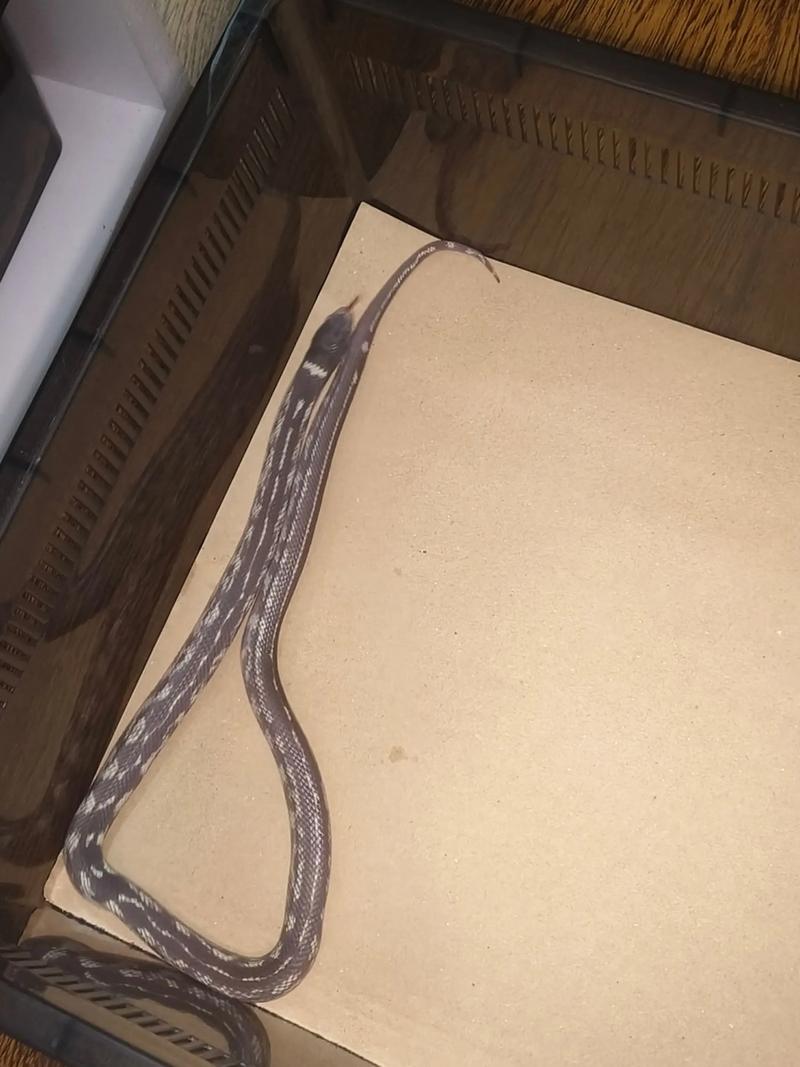 抖音法老之蛇的材料