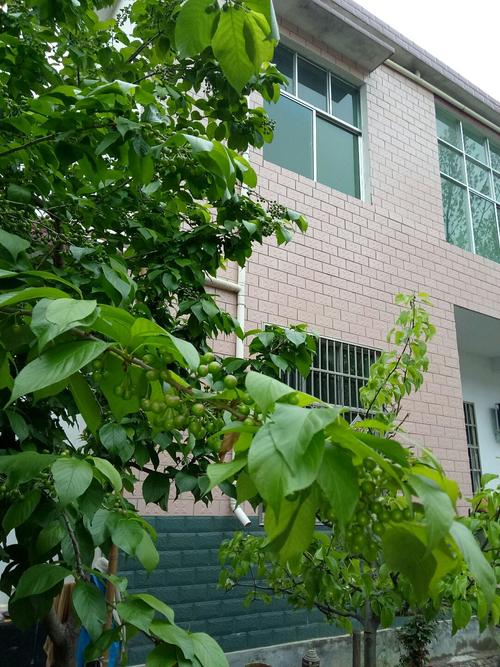 快手河南驻马店西平