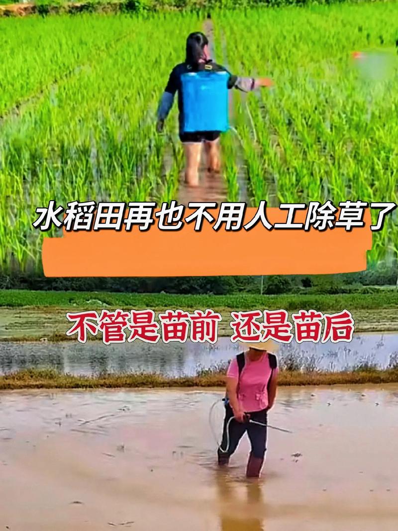 水稻直播田除草技术