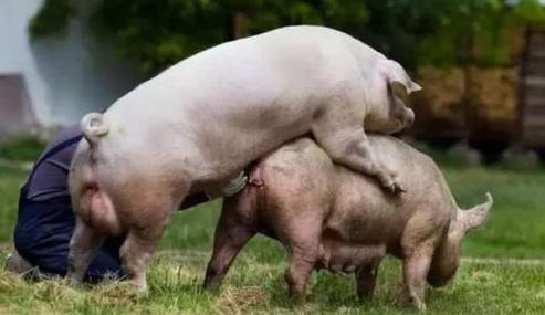 快手男人与母猪交配