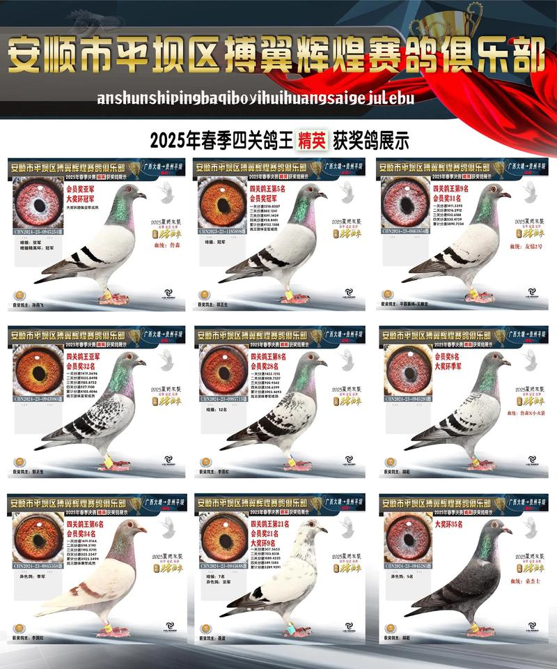 中鸽直播网四川赛区