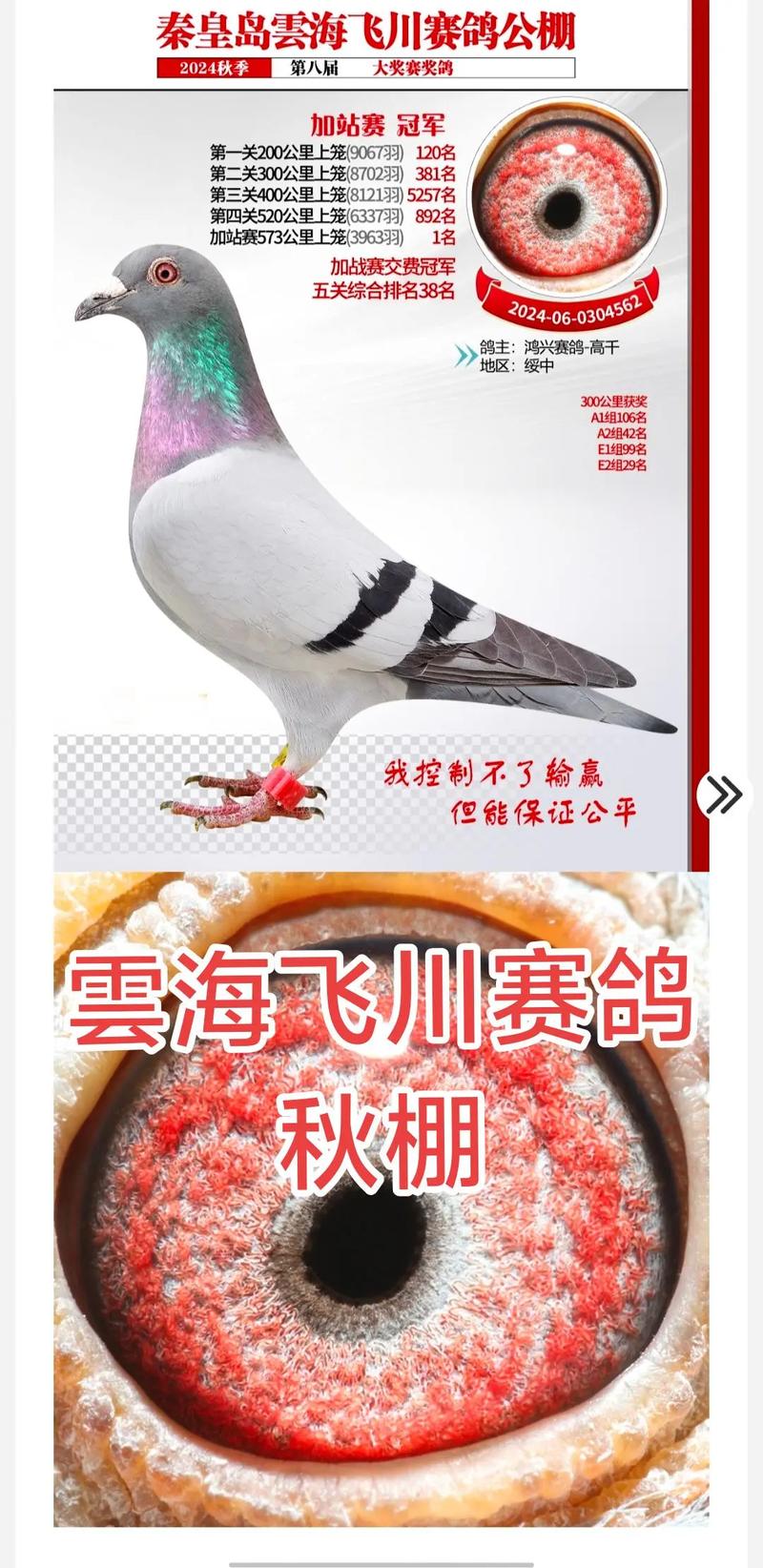 中鸽直播网四川赛区