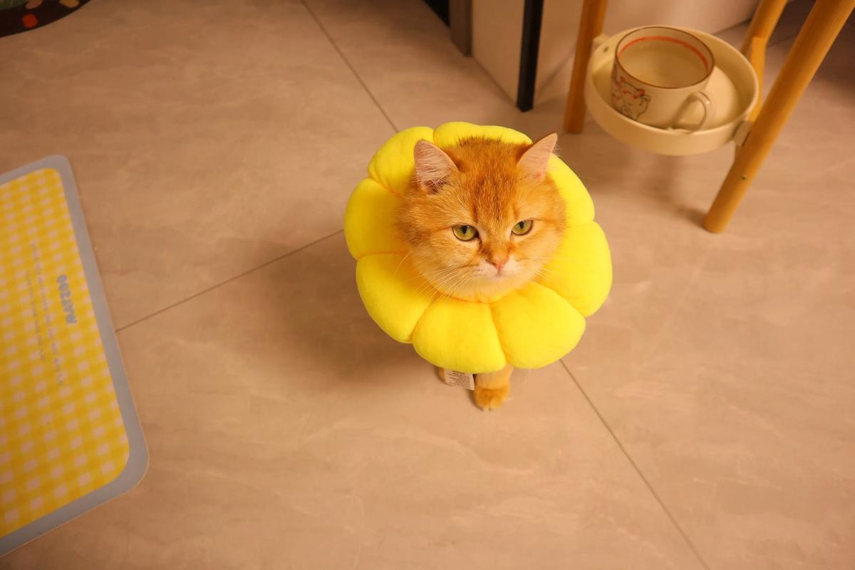 抖音妖娆太阳花和猫