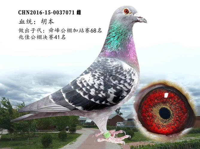 中国信鸽网赛事直播