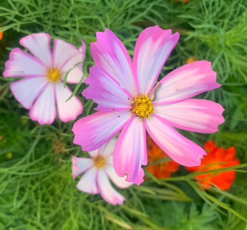 妖娆花抖音上什么歌