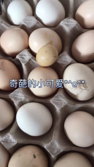 重庆快手土鸡蛋美女