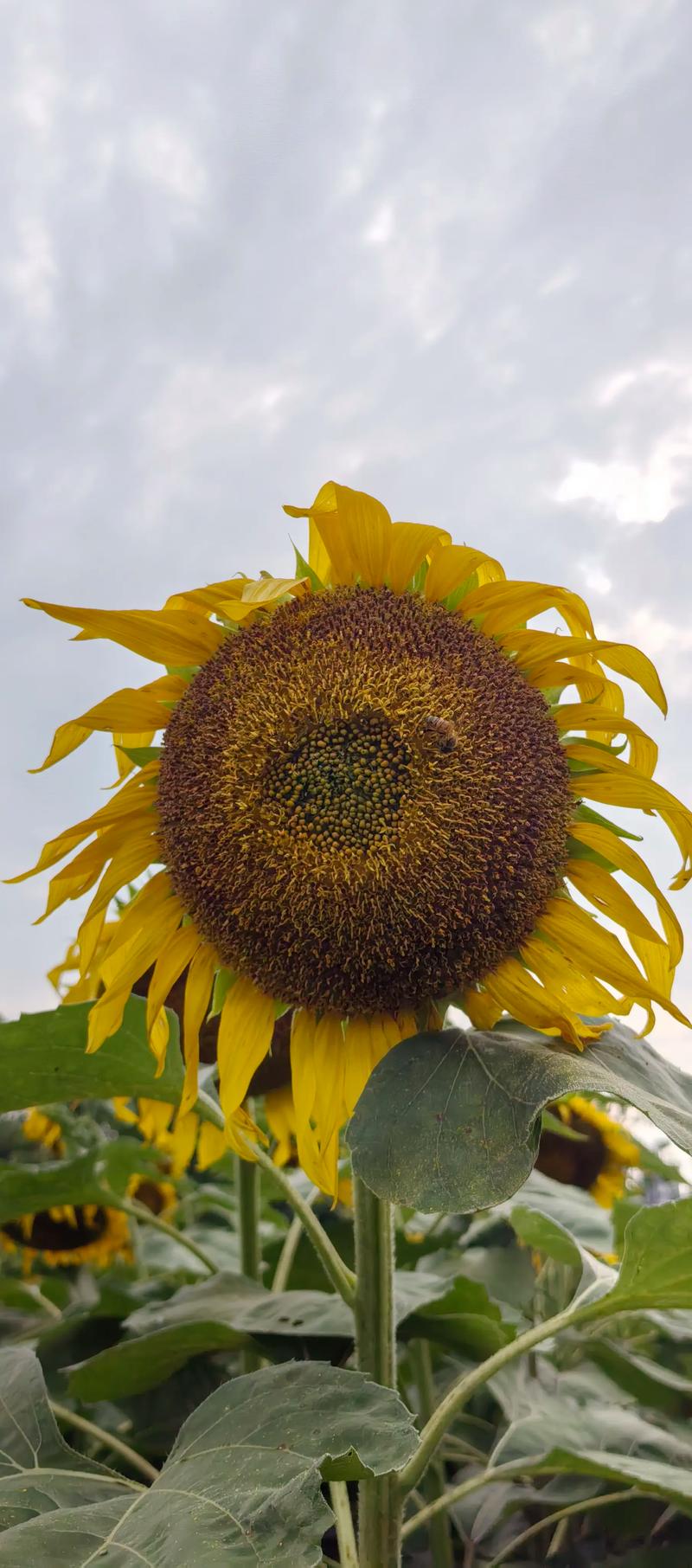 抖音向日葵如何唱歌