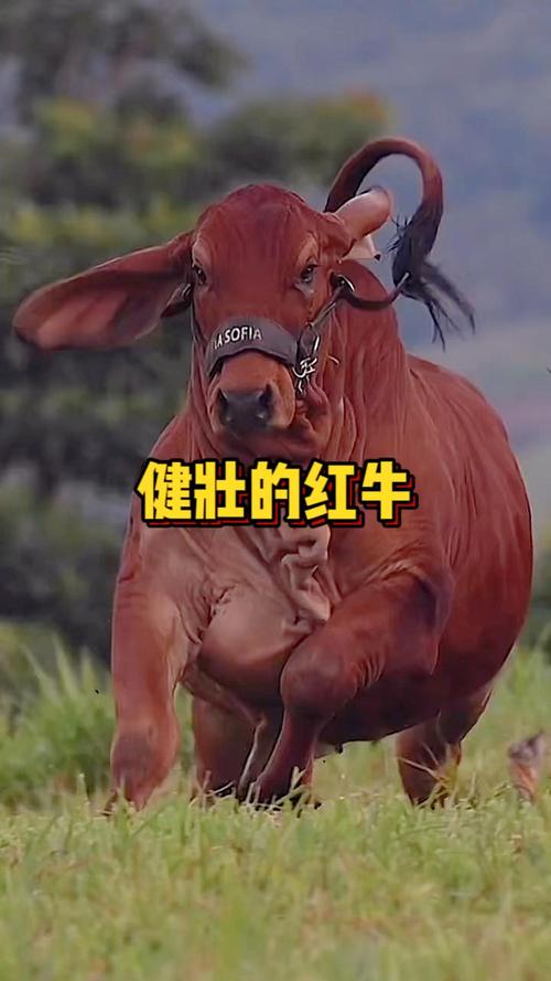 头开红牛 id快手