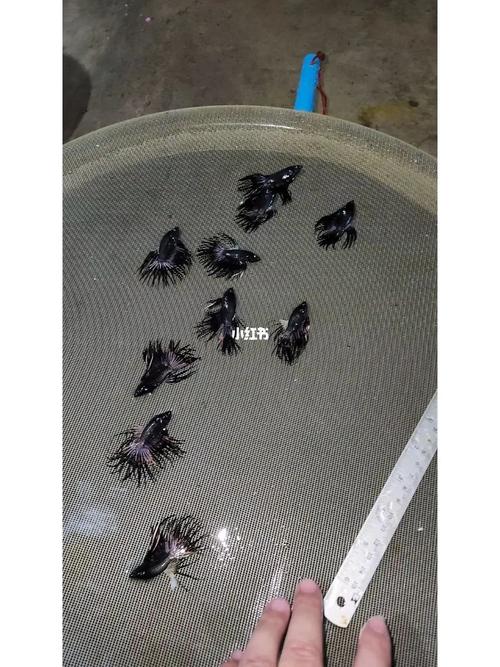 斗鱼直播礼物价格表