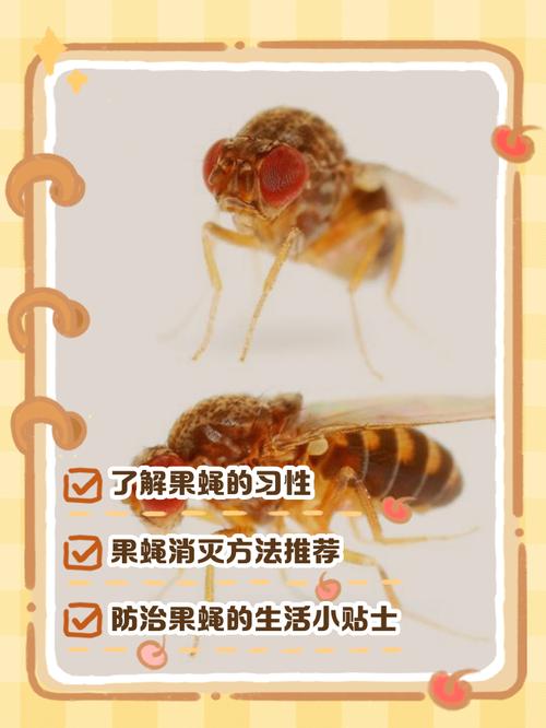 抖音上捉苍蝇的方法