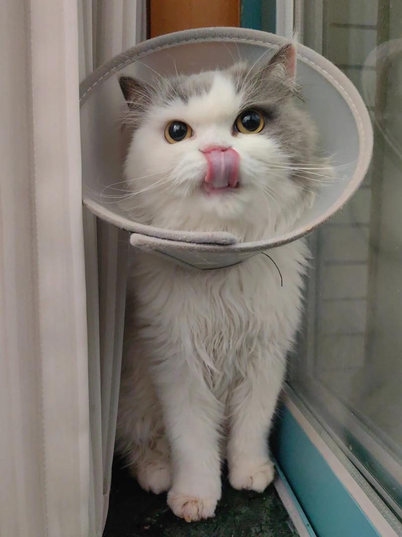 唱歌时小舌头的抖音