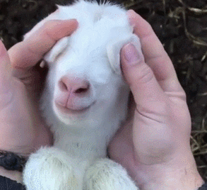 抖音羊吐舌头gif