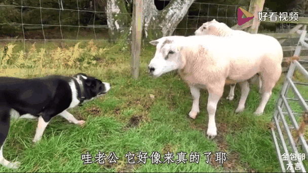 抖音羊吐舌头gif