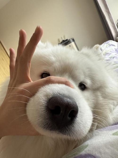 快手上的萨摩耶哈哈