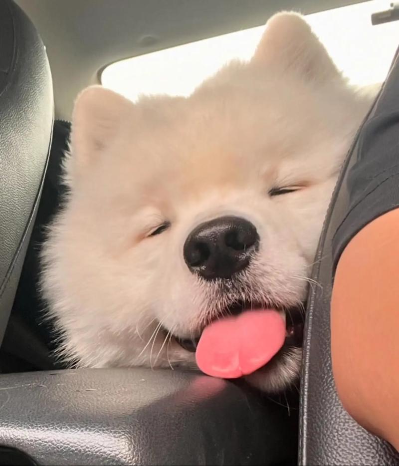 快手上的萨摩耶哈哈