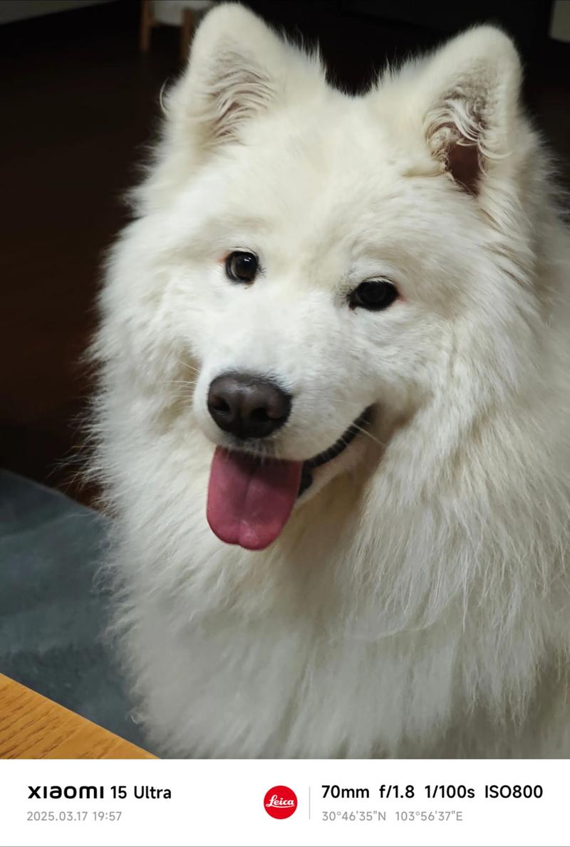 快手上的萨摩耶哈哈