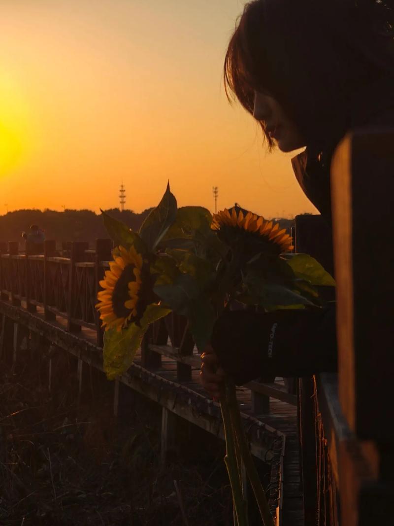 抖音向日葵音乐配乐