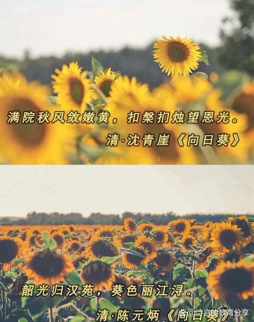 抖音向日葵音乐配乐