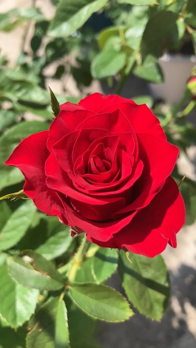 抖音单色红色怎么拍