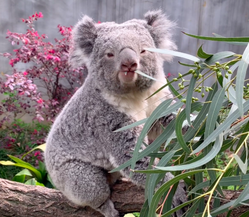 考拉直播app下载