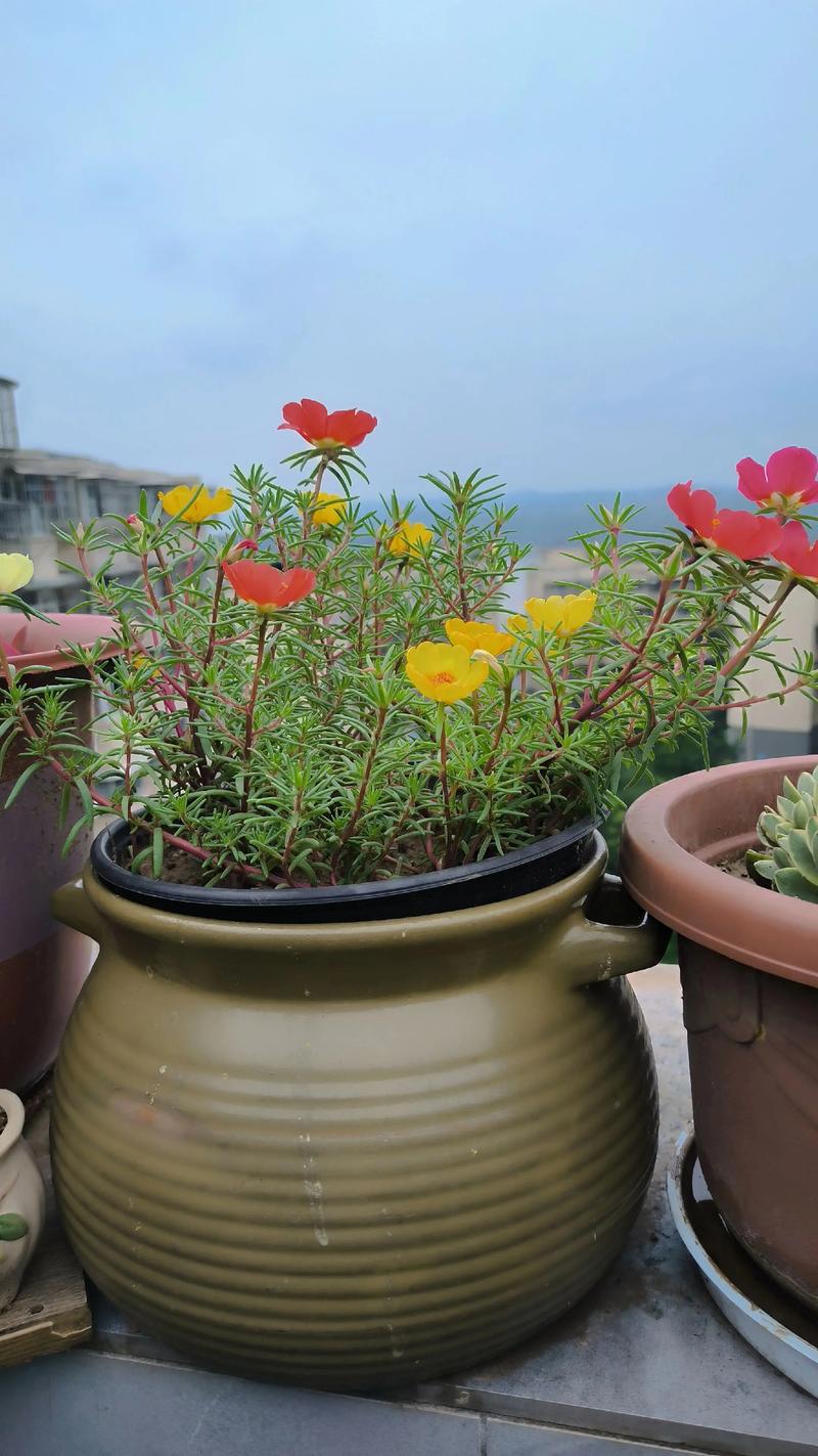 抖音太阳花视频音乐