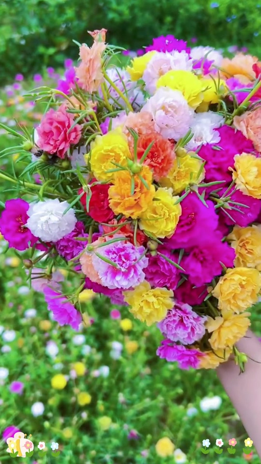 抖音太阳花视频音乐