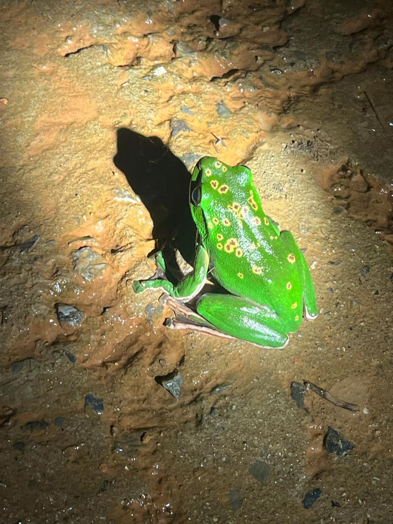 抖音韩国版疯狂青蛙