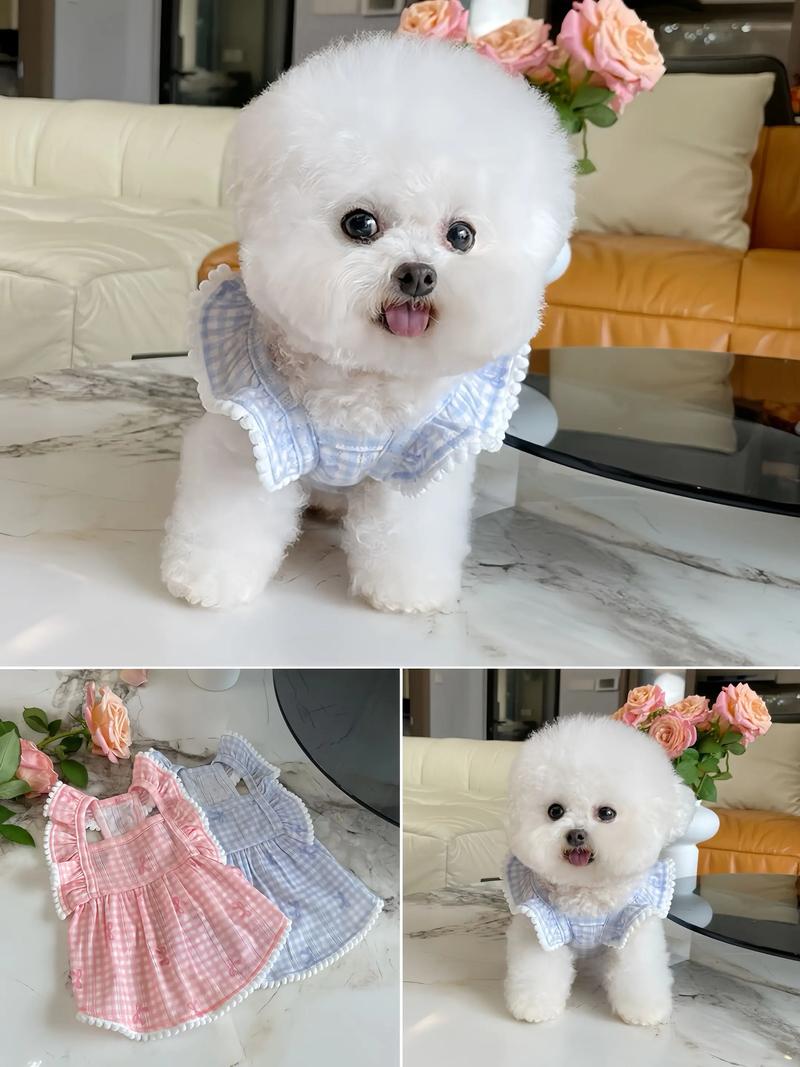 抖音宠物小精灵衣服