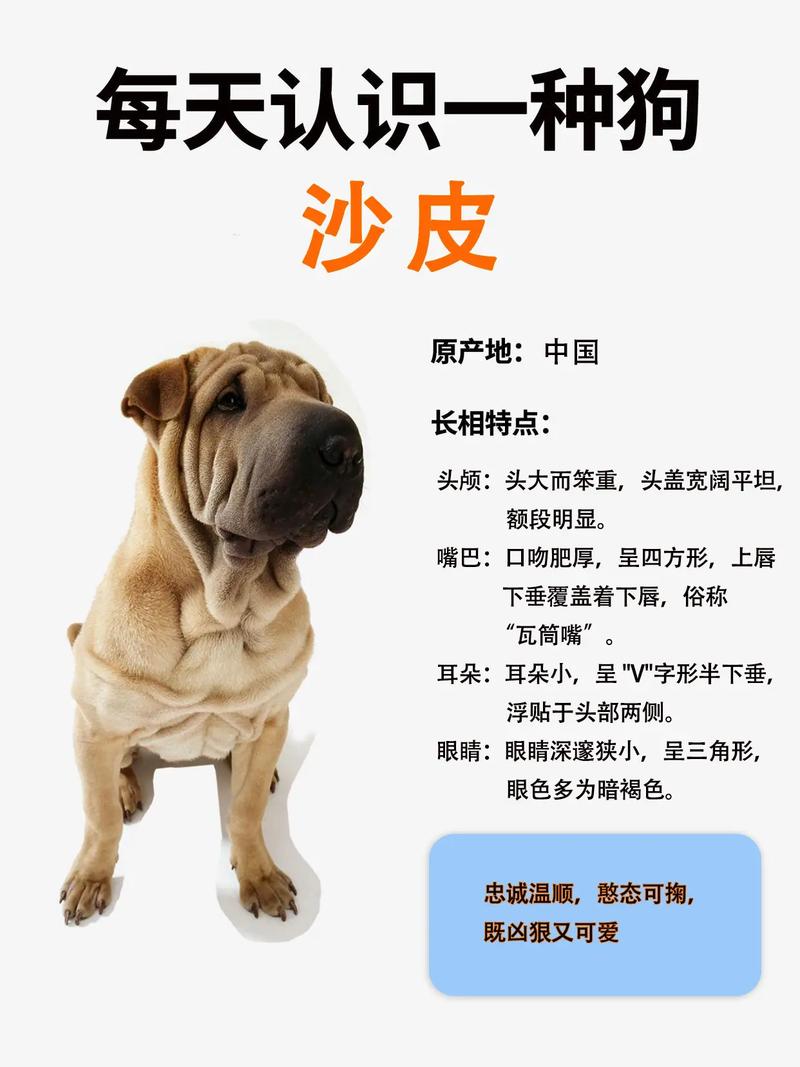 抖音沙皮狗慕斯教程