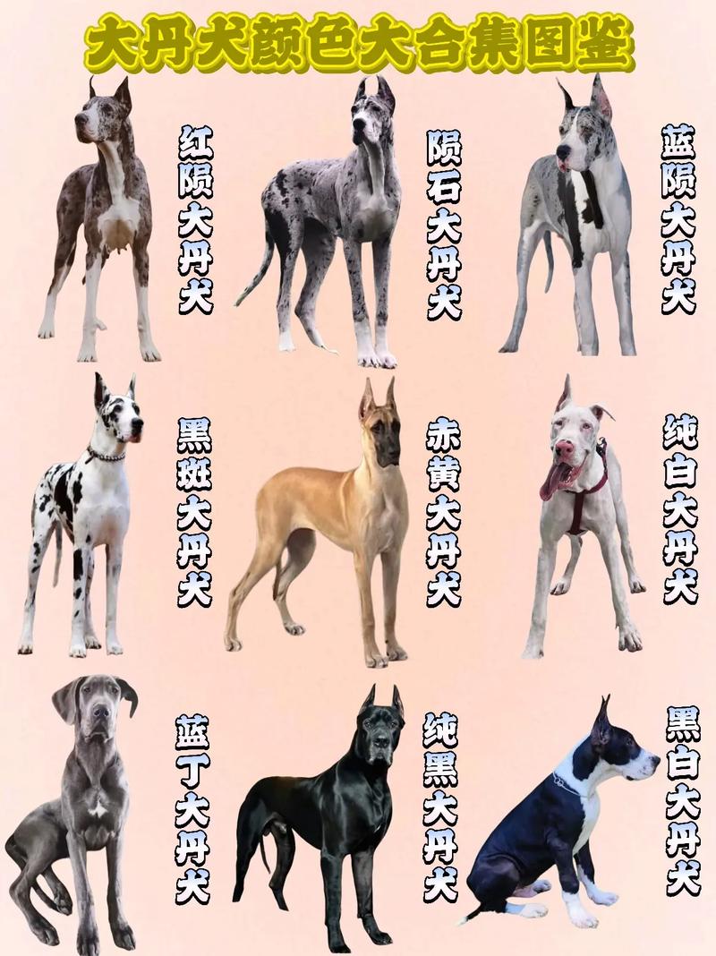 快手大体型狗狗品种