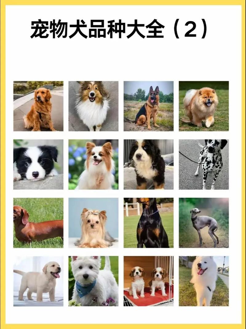 快手大体型狗狗品种